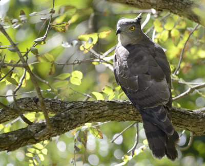 Bazas Pacific hawk visits at lunch time