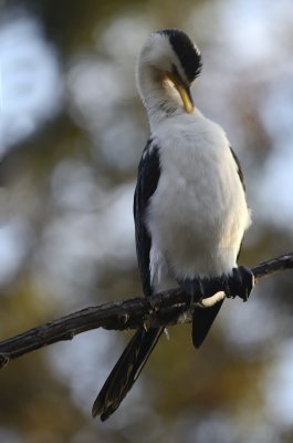 cormorant pecking
