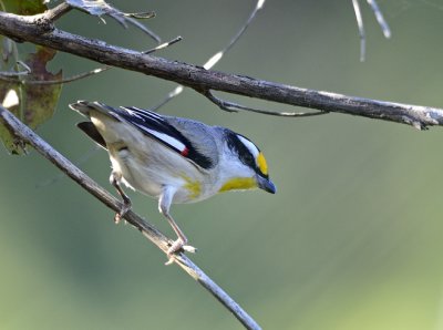 striated pardalote on riverbank