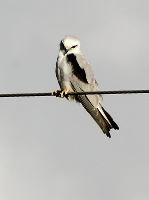 black shoulder kite.jpg