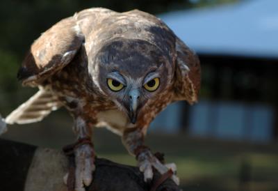 Barking owl copy.jpg