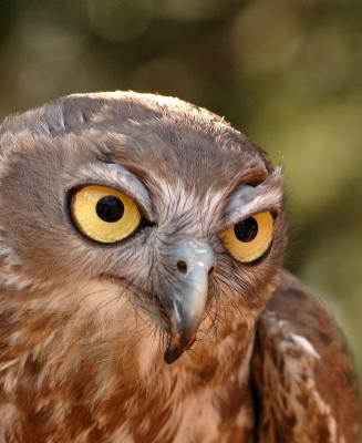 the eye of the barking owl.jpg