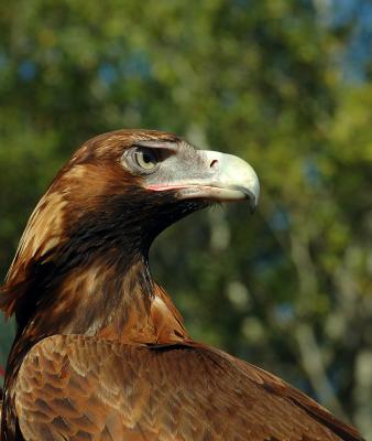 wedgetail eagle.jpg