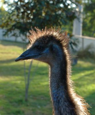 young emu rim light.jpg