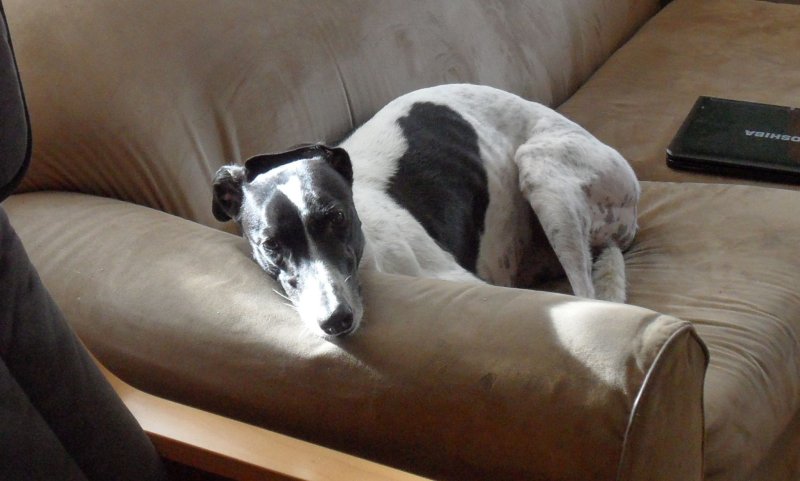 Carlow on the sofa