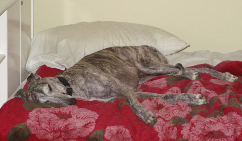 ROMY SLEEPS