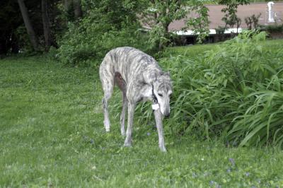 Roman in the back yard