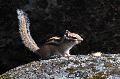 Siberian chipmunk