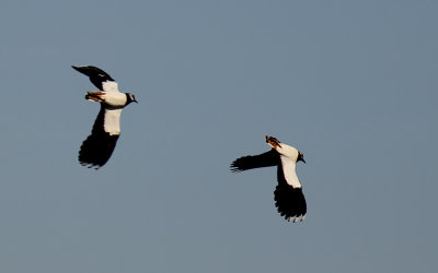 Vren r hr! Tofsvipor (Vanellus vanellus) i flygakrobatik!