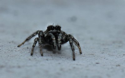 Zebraspindel, hane (Salticus scenicus)