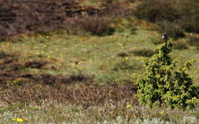 ngspiplrka, Drakamllans naturreservat