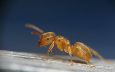Liten gul myra. Lasius flavus?