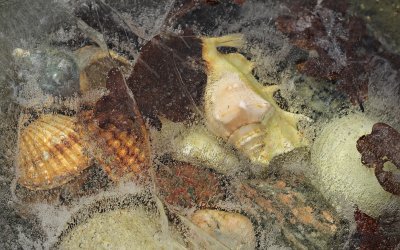 Infrusna snäckskal i fågelbadet