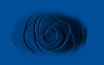 XP-blå ros