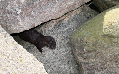 Mink i Glommens fiskehamn