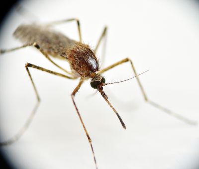 Mygga med skarp sugsnabel