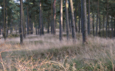På promenad i Sandskogen