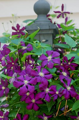 Mostly clematis 031.jpg