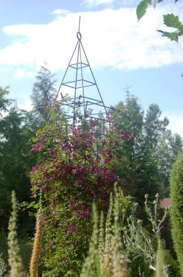 Mostly clematis 003.jpg