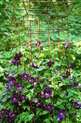 Mostly clematis 021.jpg