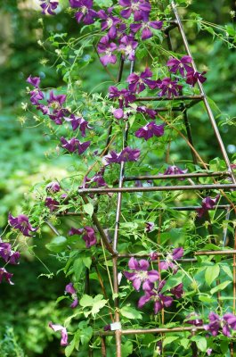 Mostly clematis 022.jpg