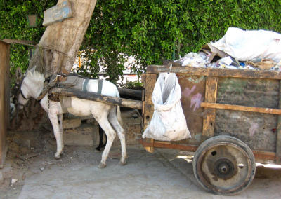 donkey cart in coptic cairo