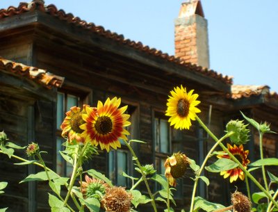 sunflowers are the bulgarian national flower.  i think.
