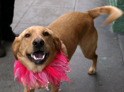 Dog! On 24th Street in Noe Valley!