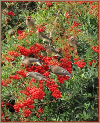 cedar_waxwings_-_1111