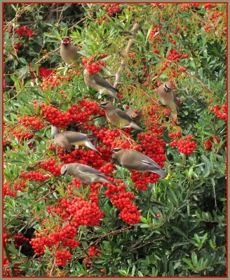 cedar waxwing.jpg