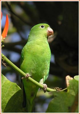 yellow chevroned parakeet.jpg
