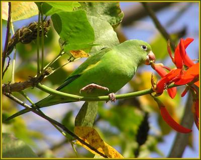 yellow chevroned parakeet 2.jpg