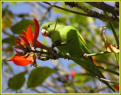 yellow_chevroned_parakeets_1105