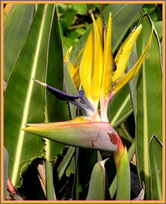 bird of paradise.jpg