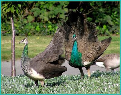 peafowl_-_1105