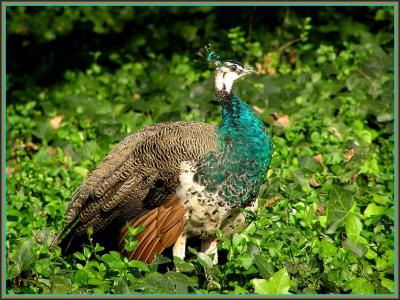 pcock juvy 2.jpg