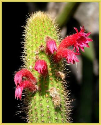 flowers_at_huntington_library
