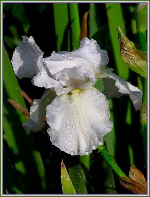 flowers_at_huntington_library