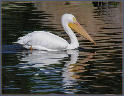 white peli jg.jpg