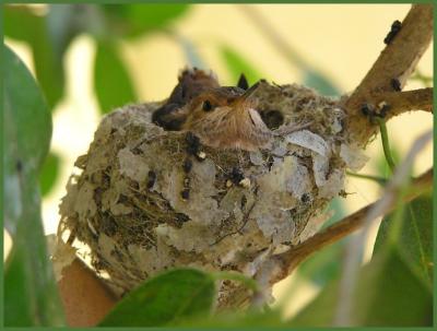 allens_hummingbird_nestling