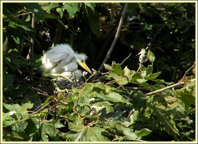 snowy_egret_nestlings_-_july_06