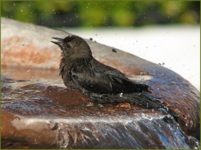 brewers_blackbird_bath_-_1207