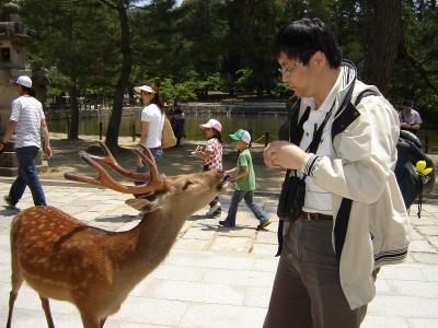 Nara--奈良公園裡的梅花鹿