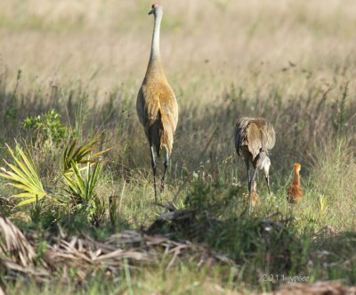 two sandhill cranes with two chicks