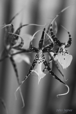 poor gal's ghost orchid