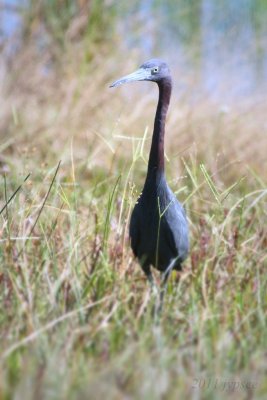 out at the refuge