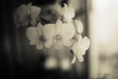 evening orchid