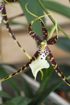 orchid brassia