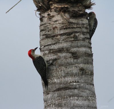 two woodpeckers in the front yard