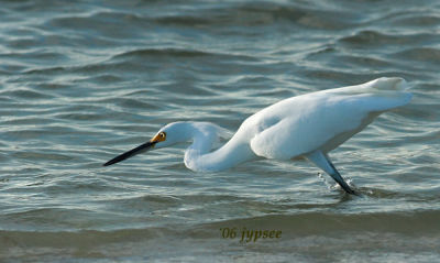 snowy egret. fishing in the surf